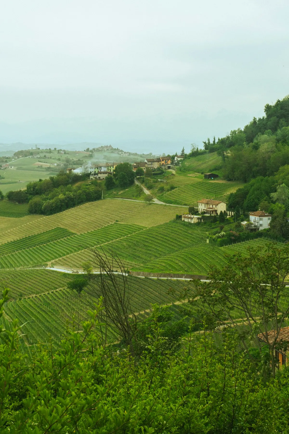 Wijngaarden in de Barolo-streek