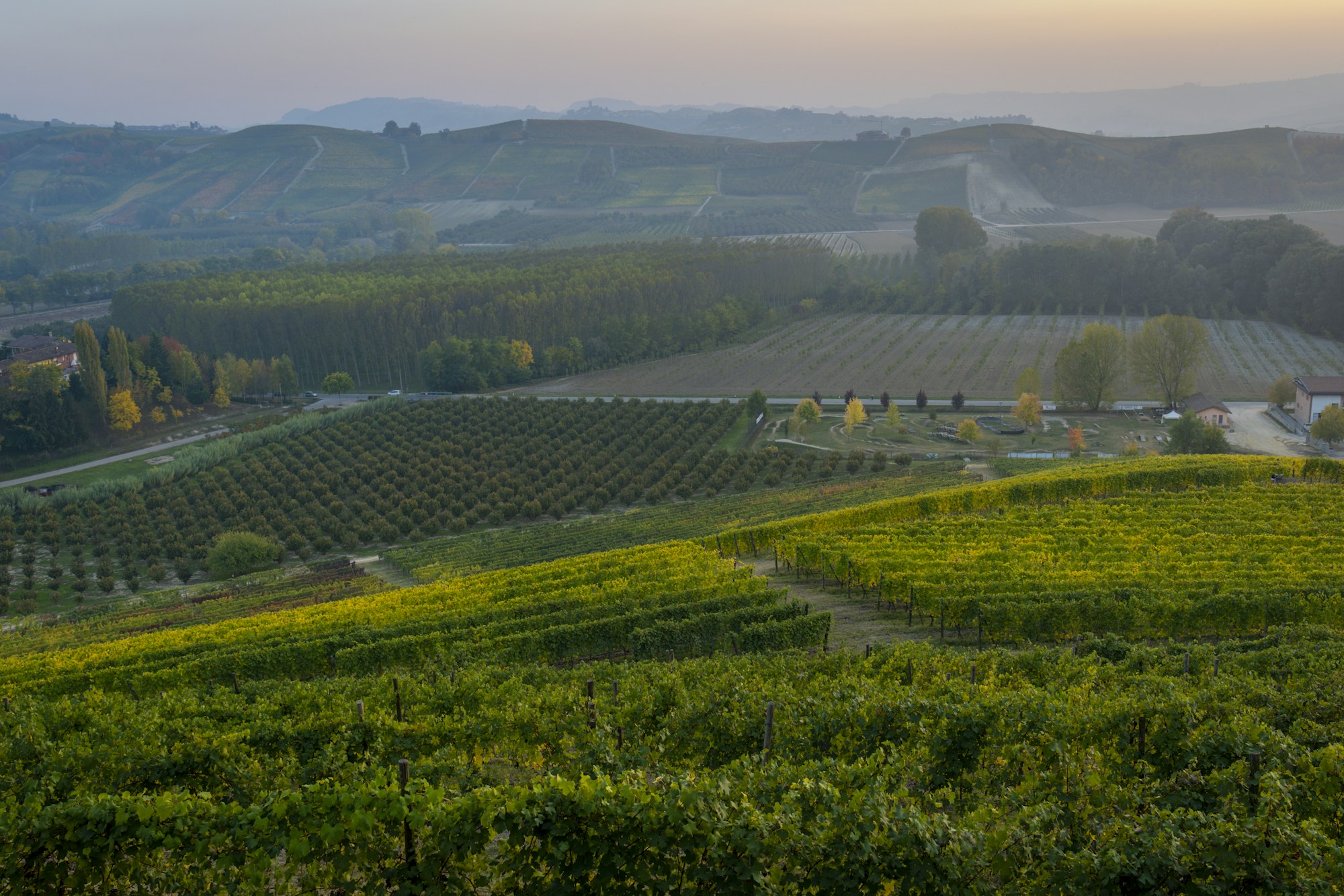 Wijnheuvels in de Langhe