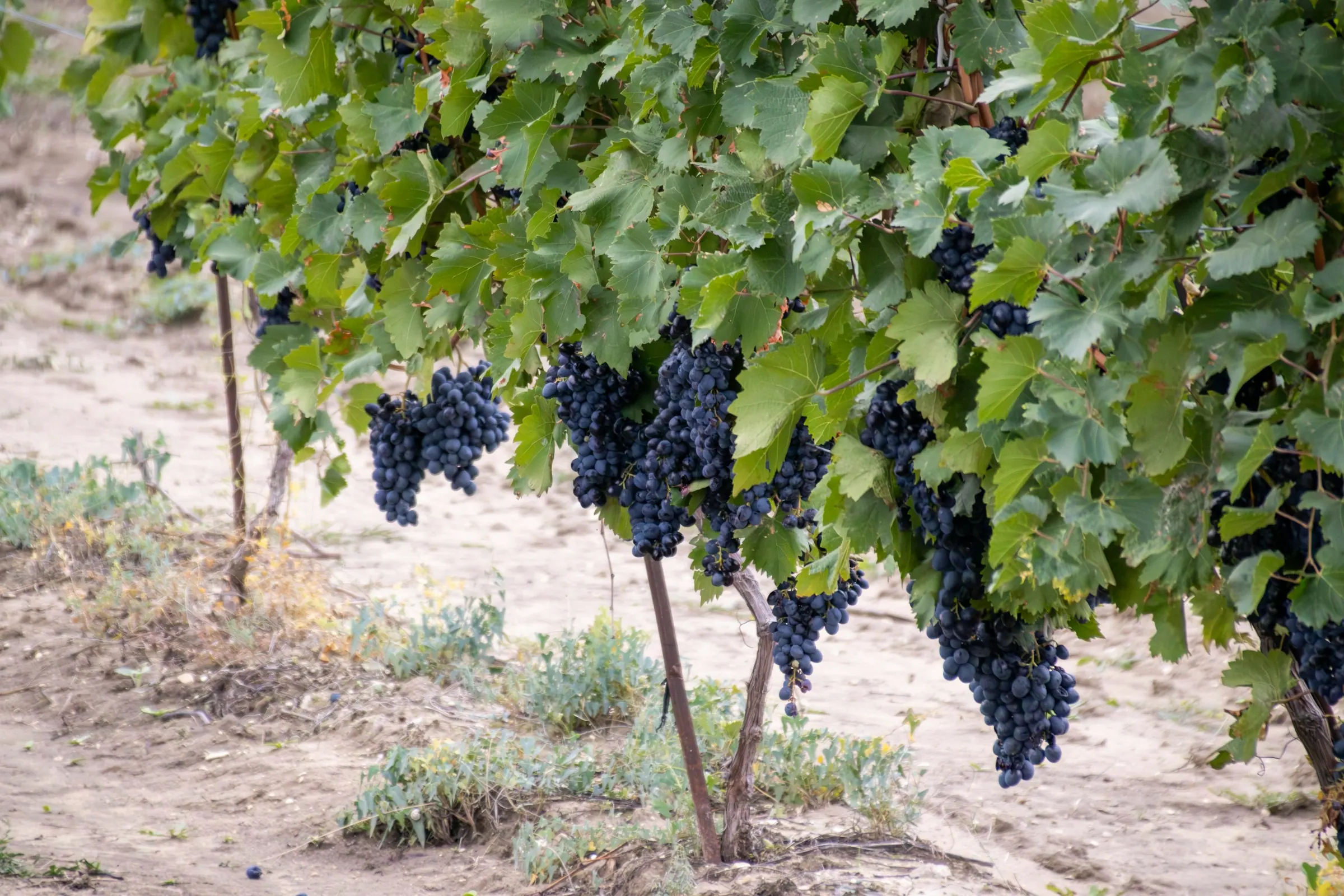 Rijpe donkere druiven aan de wijnstok — Dolcetto